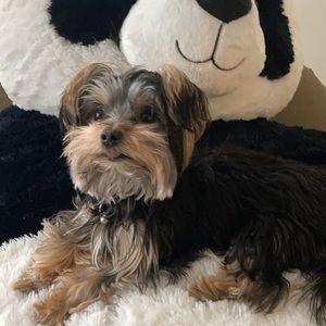 Meet your Posher, Chanell